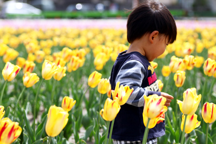 チューリップ覚えた tulip02.jpg
