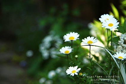 のびのび flo04.jpg