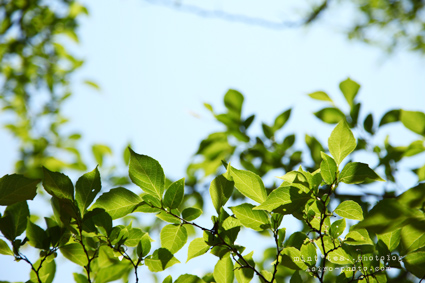 あおあお green.jpg