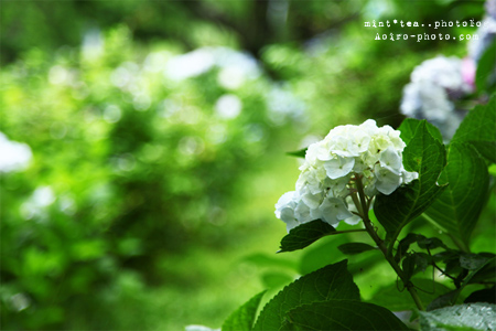 野生的 ajisai.jpg