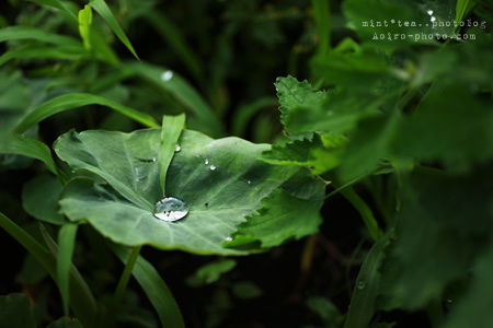 水たまり drop02.jpg