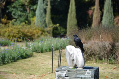 カラスはいるが...