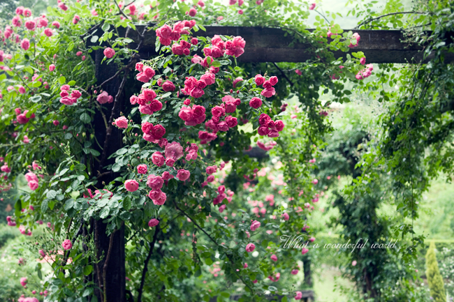DSC_2400.jpg