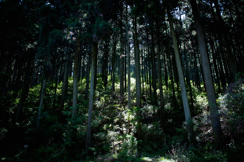 DSC_2070B.jpg