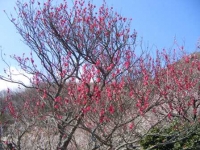 20110226撮影_2