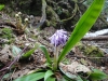 下山ポイントの花