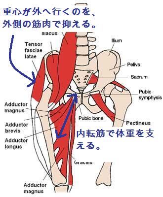 Kさんの痛みの原因を分析 もっと知りたい股関節痛 自分の脚で一生を歩くために