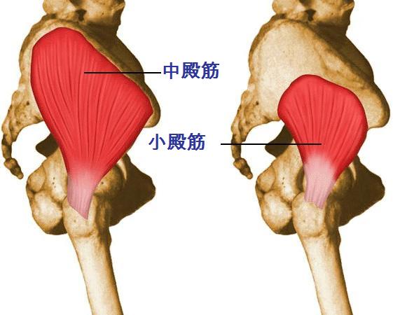 トレ 股関節 痛 筋 【股関節が痛い！】股関節が痛むときの本当の原因と対処法