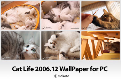 Cat Life 06年12月の猫写真壁紙をアップ 猫ブログ にゃんこ生活 猫写真 猫壁紙 Catlife