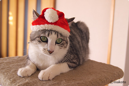 メリークリスマス 猫ブログ にゃんこ生活 猫写真 猫壁紙 Catlife