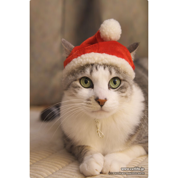 メリー クリスマス 猫ブログ にゃんこ生活 猫写真 猫壁紙 Catlife