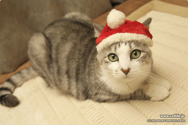 メリー クリスマス 猫ブログ にゃんこ生活 猫写真 猫壁紙 Catlife