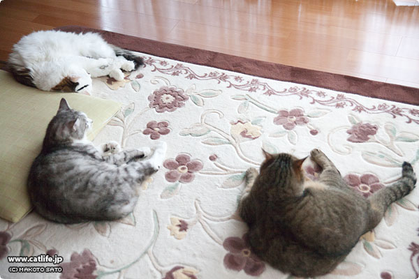 3ニャンズ