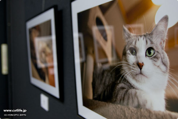 暮らす猫 from CatLife