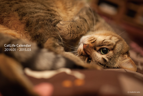 CatLifeカレンダー2014