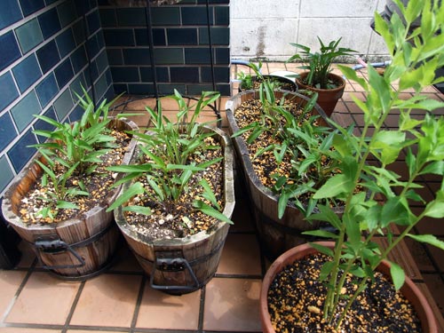 すみれの植え替え