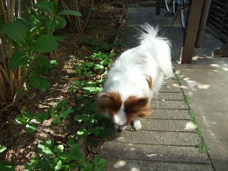 '08.4.5_庭で-2
