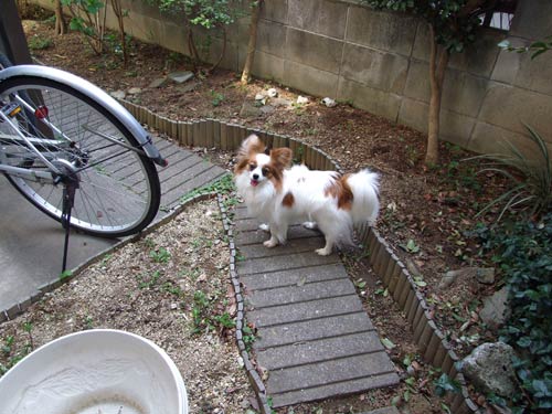 '08.4.5_庭で-11