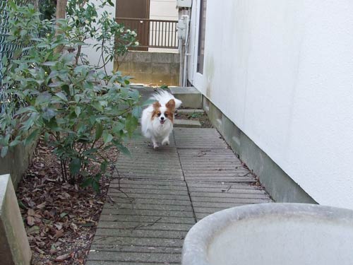 '08.4.5_庭で-13