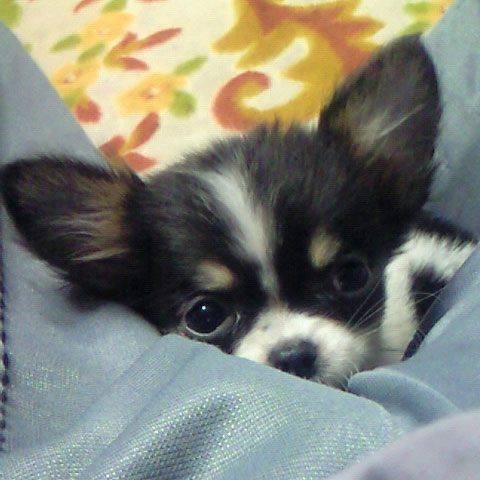 '08.4.1_ミル
