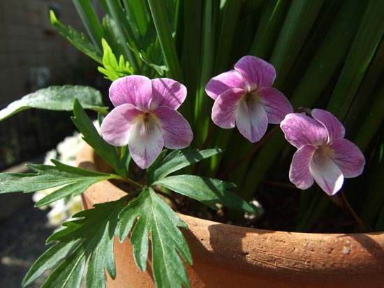 '08.4.5_紅花南山スミレ