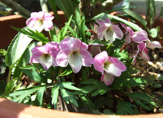 '09.3.29_紅花南山菫