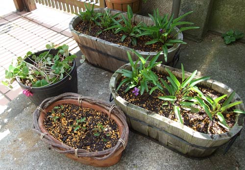 '09.5.2_カタバミ&マンジュリカの植え替え