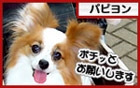 にほんブログ村 犬ブログ パピヨンへ
