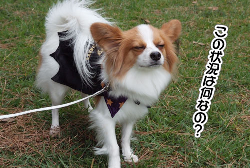 2010_サザオフ1-27