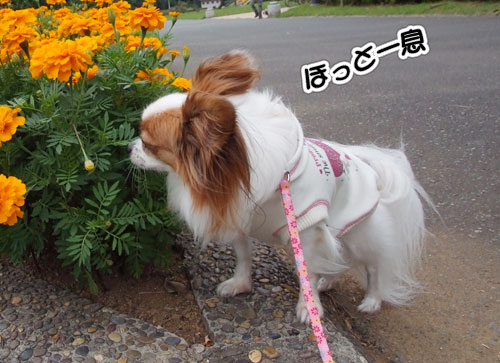 2010_サザオフ1-29