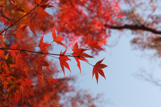 10.11.28_本土寺の紅葉1