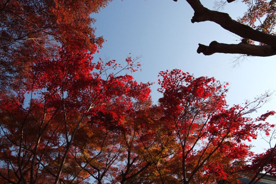 10.11.28_本土寺の紅葉3