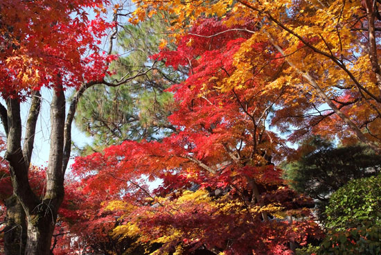 10.11.28_本土寺の紅葉5