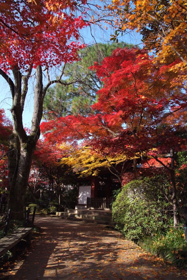 10.11.28_本土寺の紅葉6