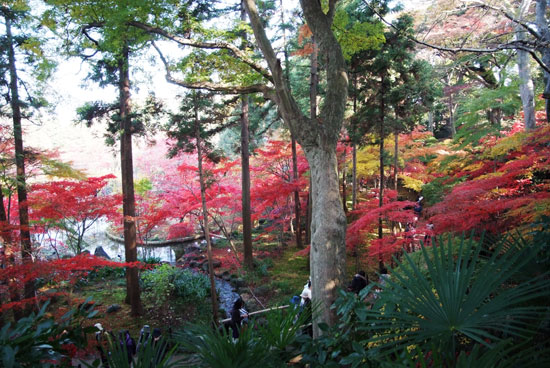 10.11.28_本土寺の紅葉7