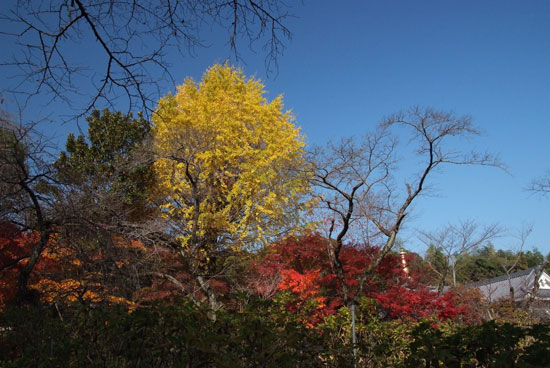 10.11.28_本土寺の紅葉8