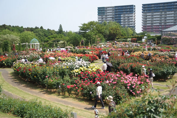 11.5.21_京成バラ園2