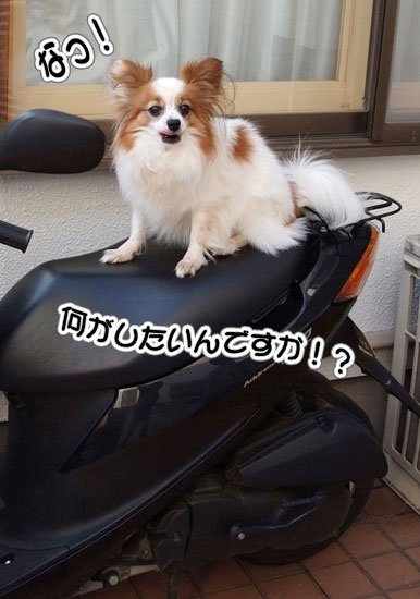 11.5_NEWアナキン号2