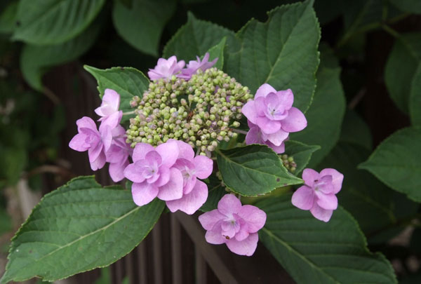 11.6.12_額紫陽花2