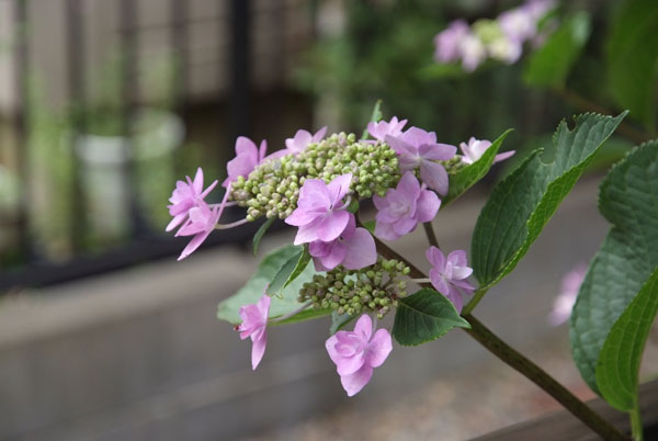 11.6.12_額紫陽花5