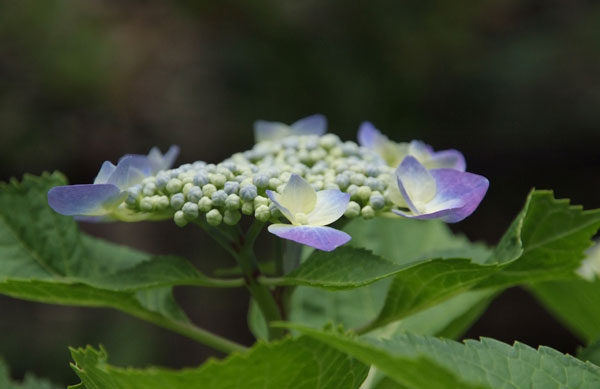 11.6.12_額紫陽花6