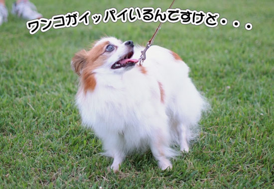 11.8.6_幕張海浜公園8