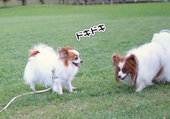 11.8.6_幕張海浜公園12