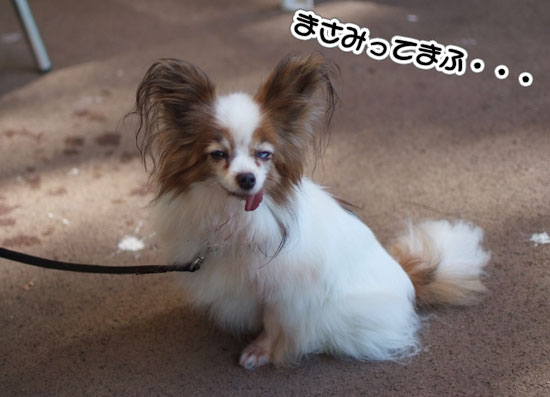 11.9.18_昭和記念公園オフ会2-17