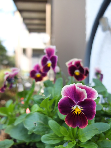 11.11.20_X10で花の撮影4