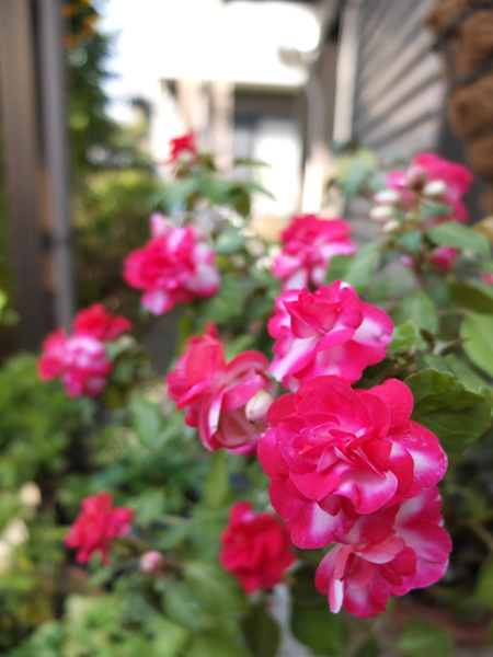 11.11.20_X10で花の撮影5