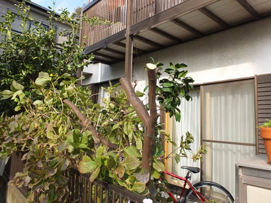 11.11.20_X10で花の撮影8