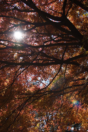11.12.11_花島公園1