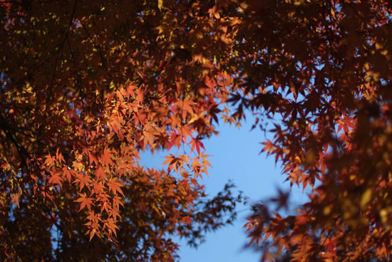 11.12.11_花島公園4