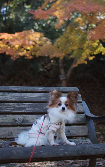 11.12.11_花島公園5